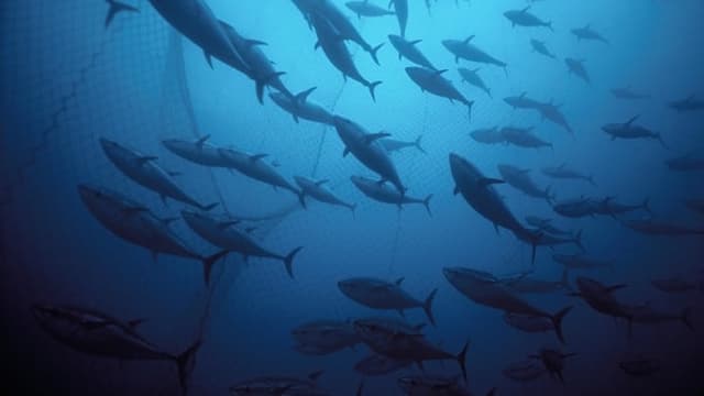 NOAA's AI CamTrawl to ID 80% of Fish in Videos